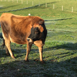 Adventures in Milking Charlotte: Day 4- Nope to the Rope