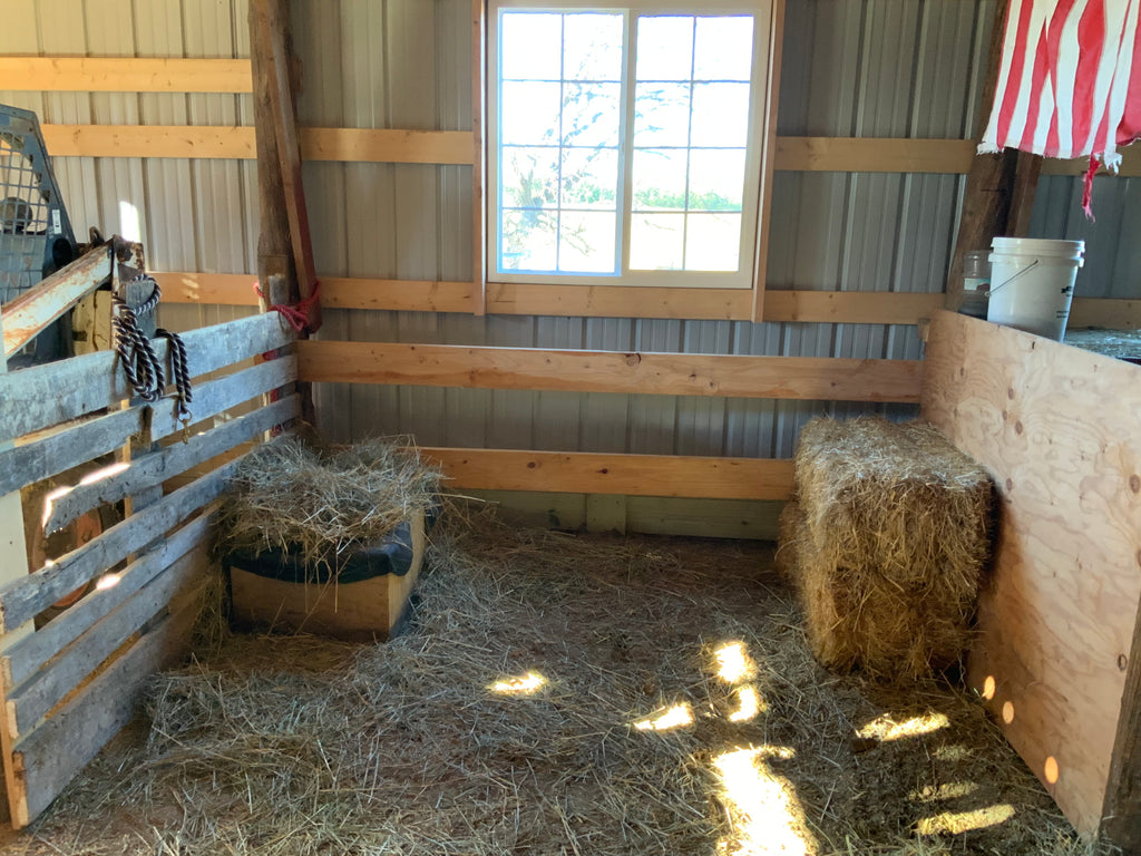 Adventures in Milking Charlotte: Day 2 In the Barn