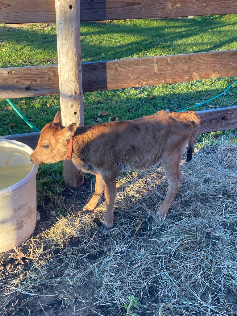 Adventures in Milking Charlotte: Day 3 -Calf Share